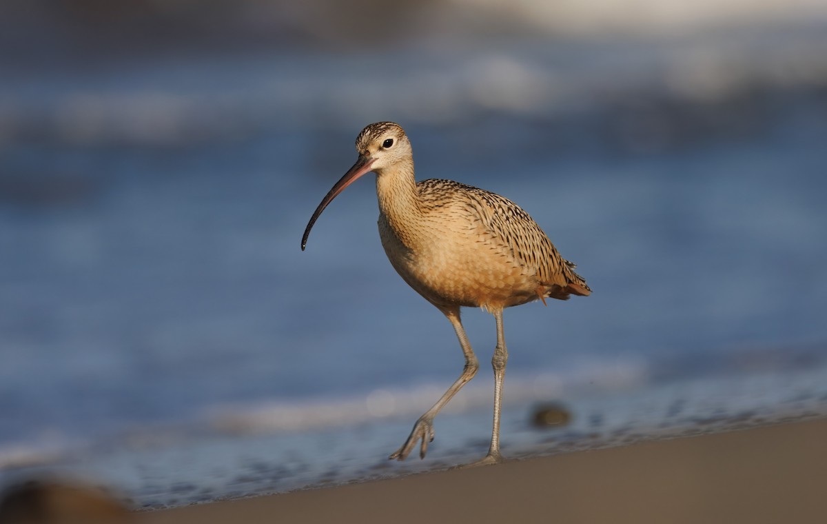 Long-billed Curlew - John Callender
