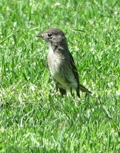 Empidonax sp. - ML641034910