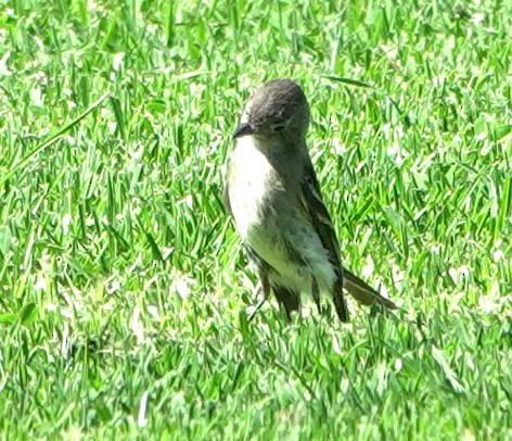 Empidonax sp. - ML641034911