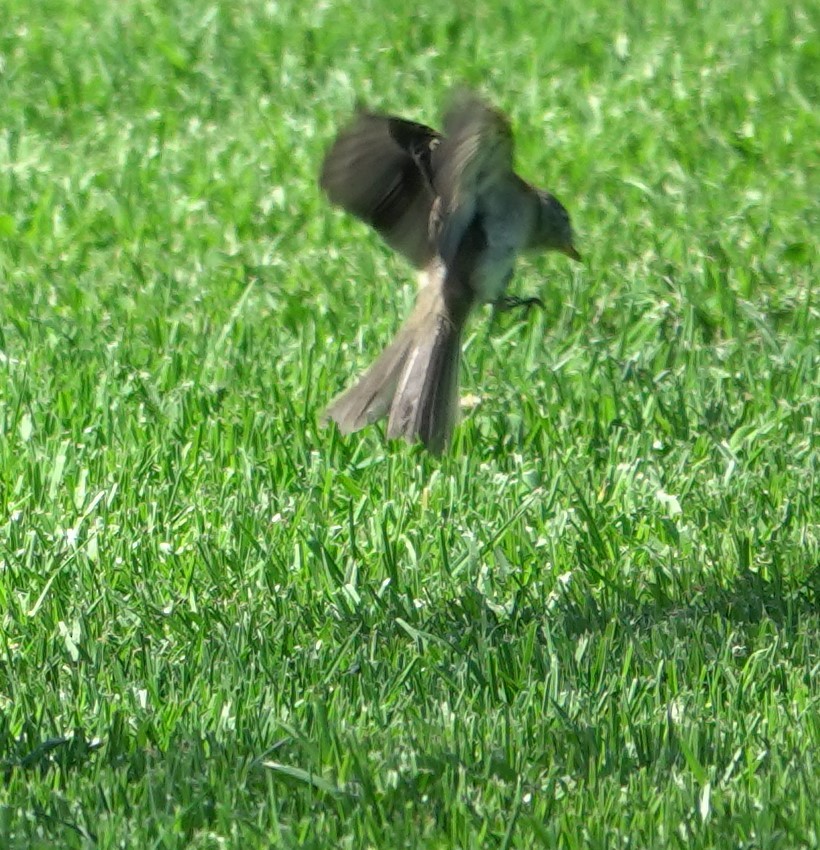 Empidonax sp. - ML641034912