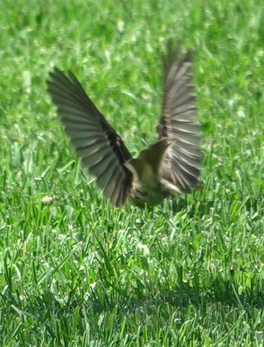 Empidonax sp. - ML641034913