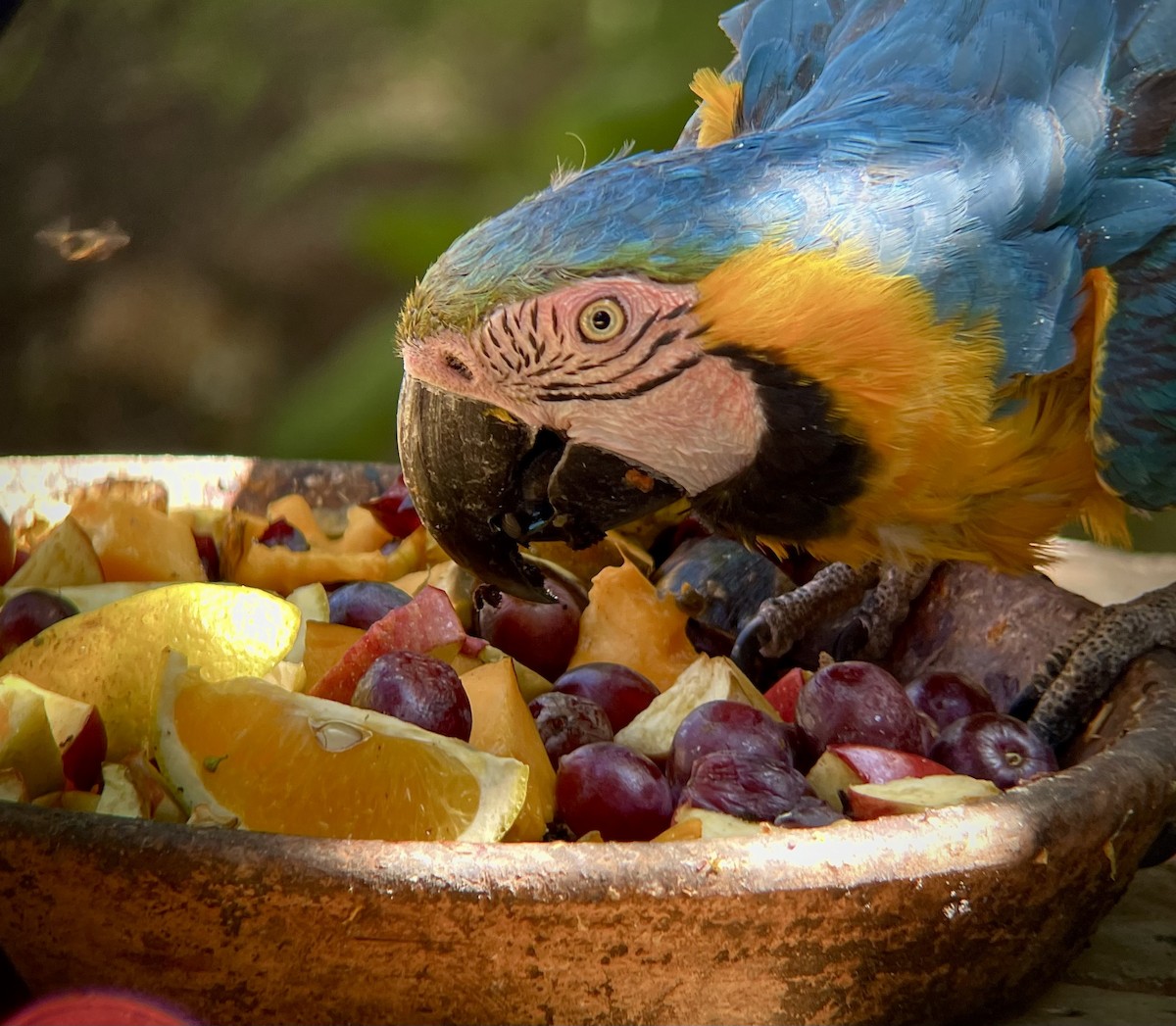 Blue-and-yellow Macaw - ML641034916