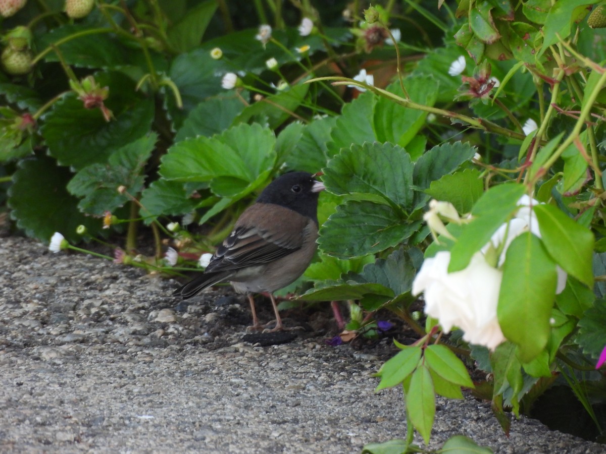 Dark-eyed Junco - ML641034917