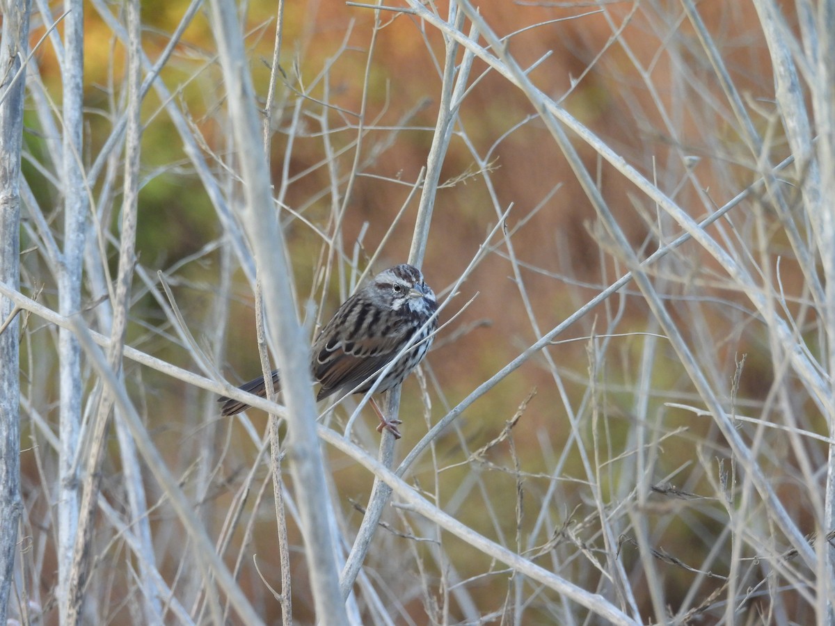 Song Sparrow - ML641034927
