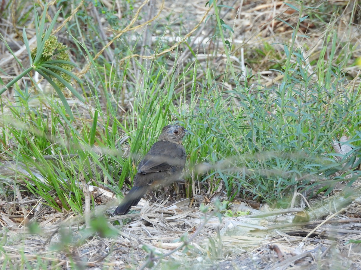 California Towhee - ML641034933