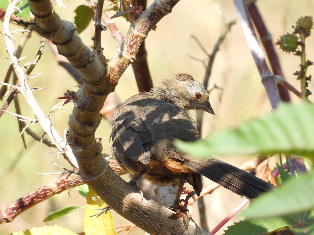 California Towhee - ML641034934