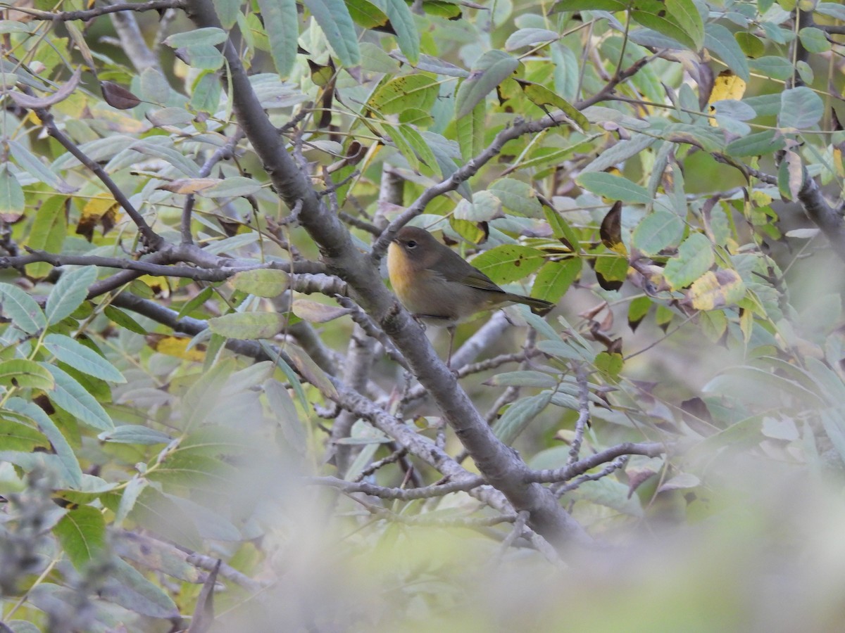 lesňáček žlutohrdlý - ML641034938