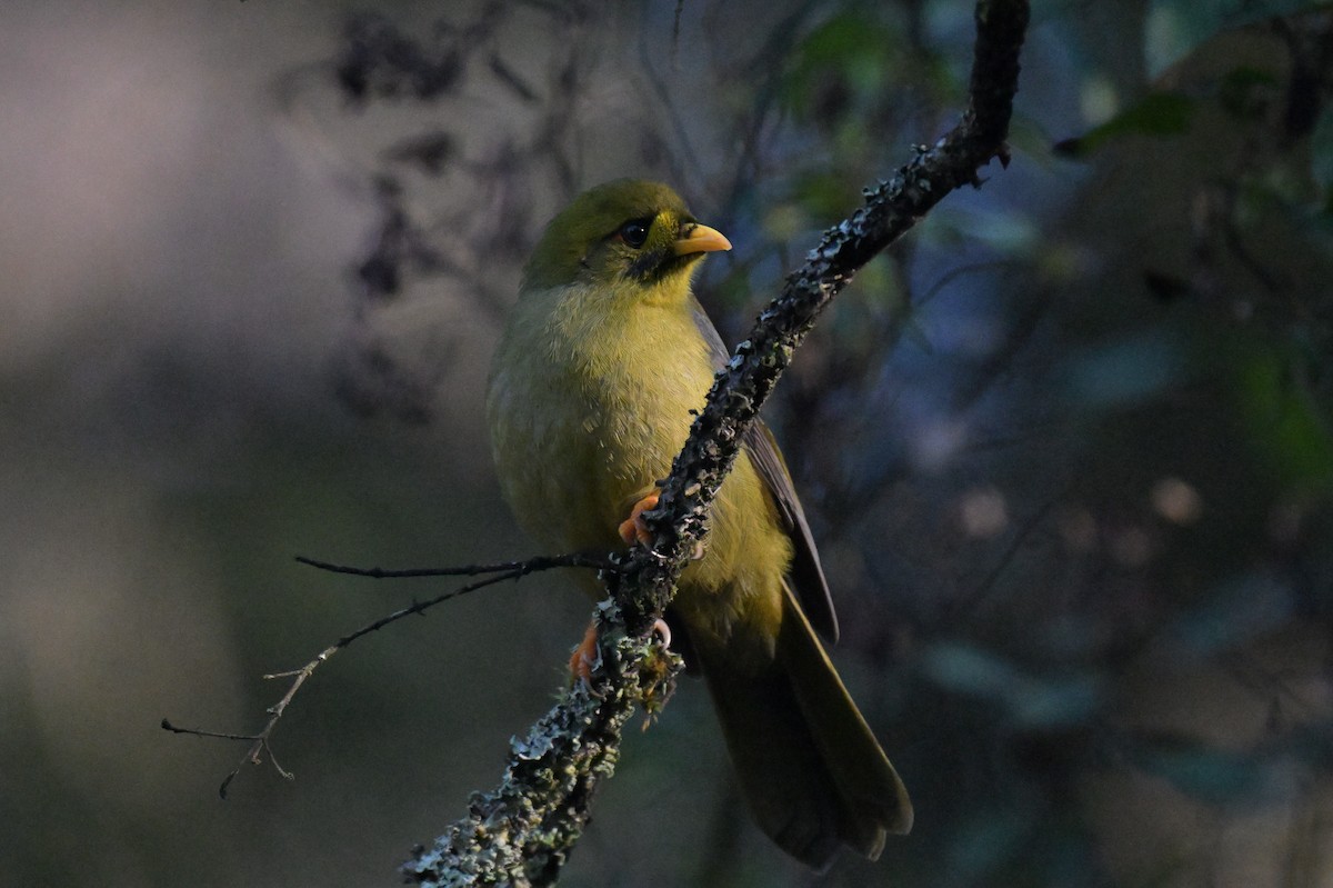 Bell Miner - ML641034958