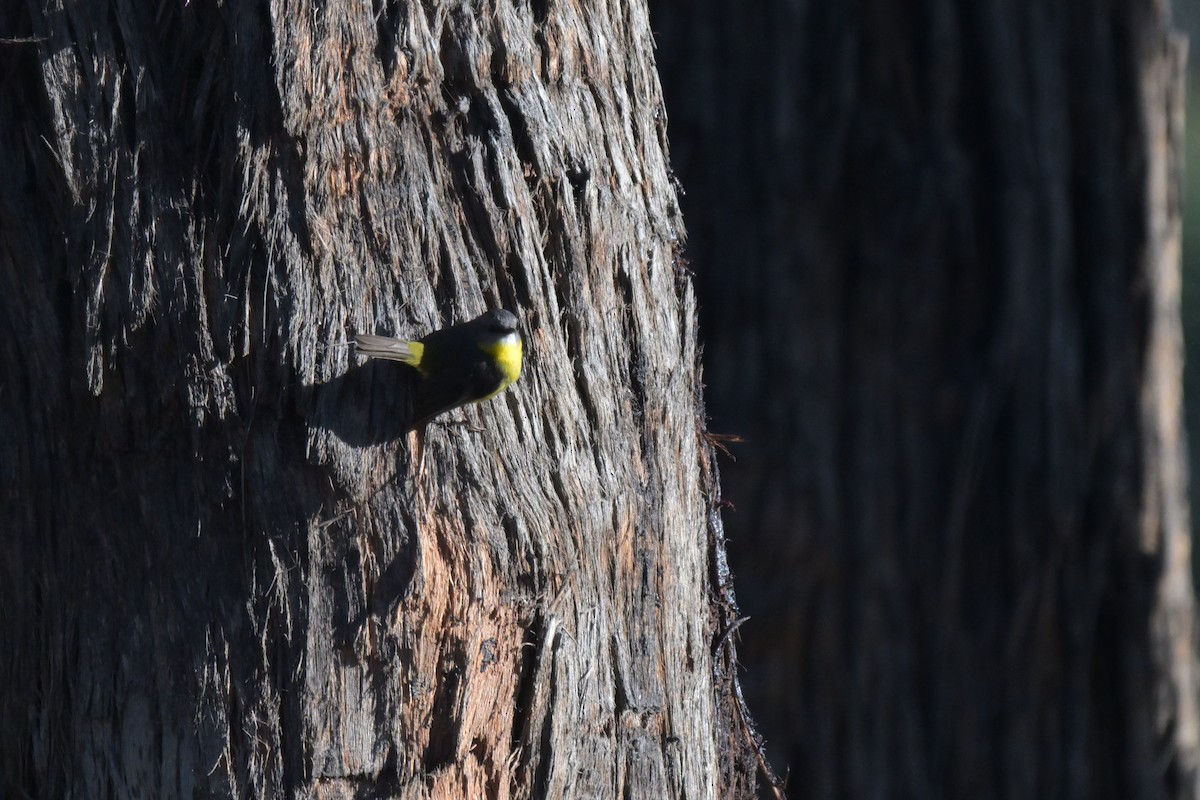 Eastern Yellow Robin - ML641034977