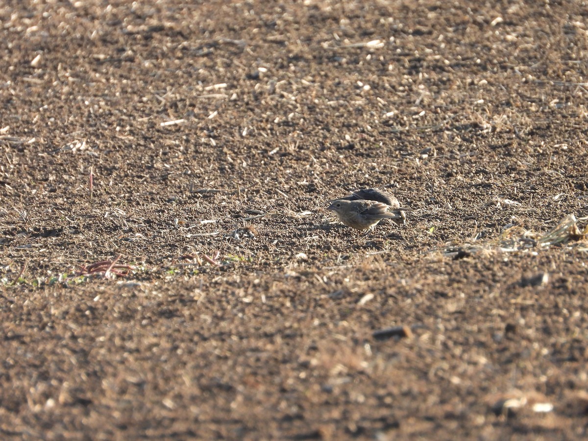 Brown-headed Cowbird - ML641034990