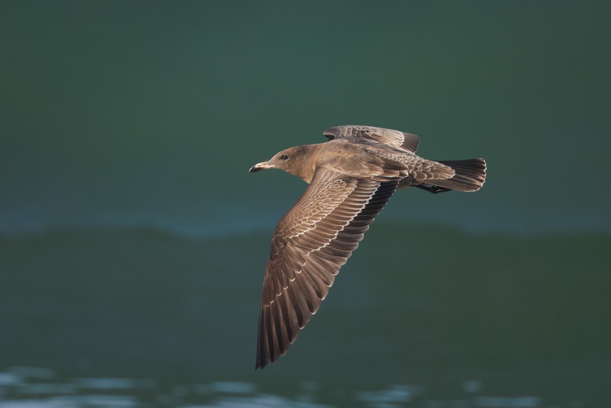 Heermann's Gull - John Callender