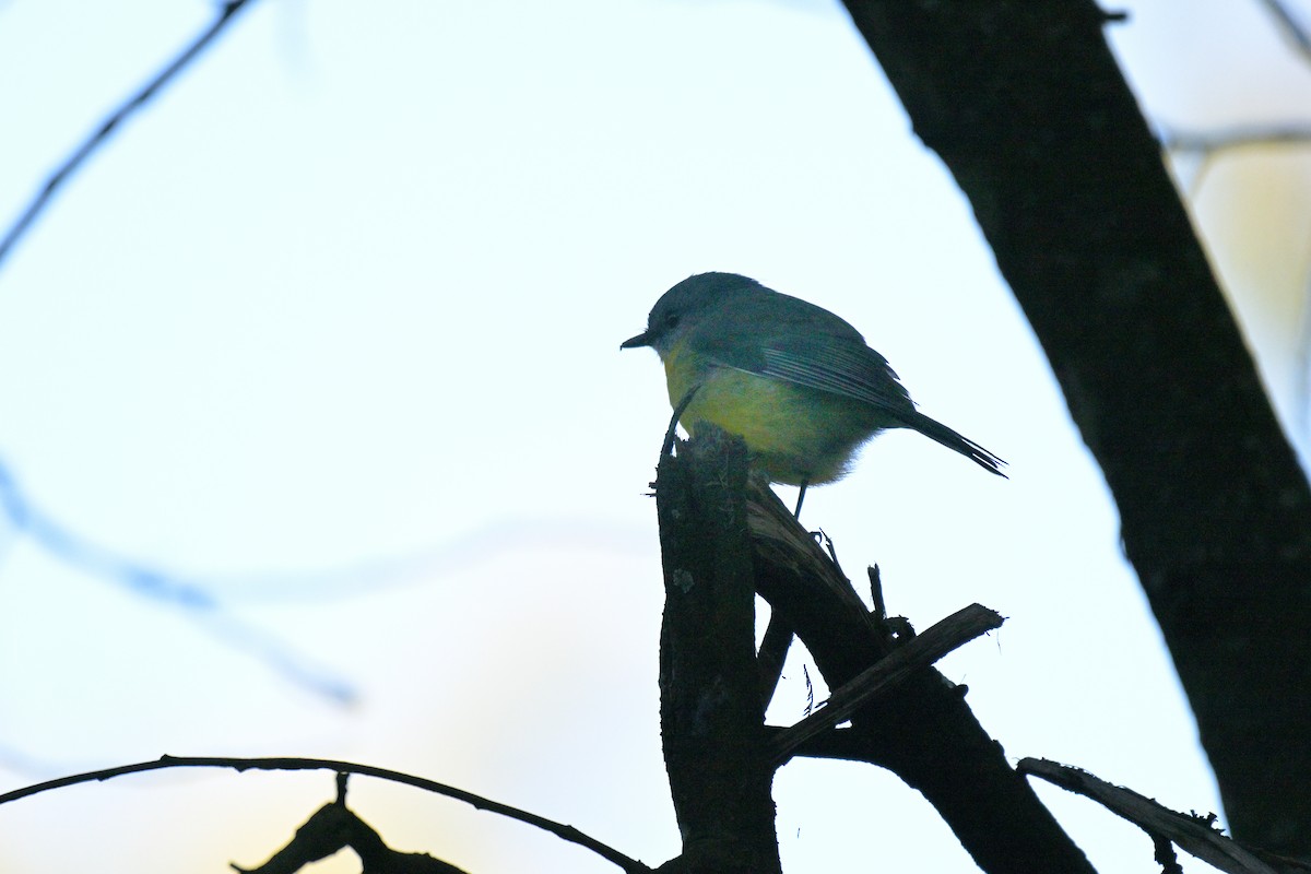 Eastern Yellow Robin - ML641035007