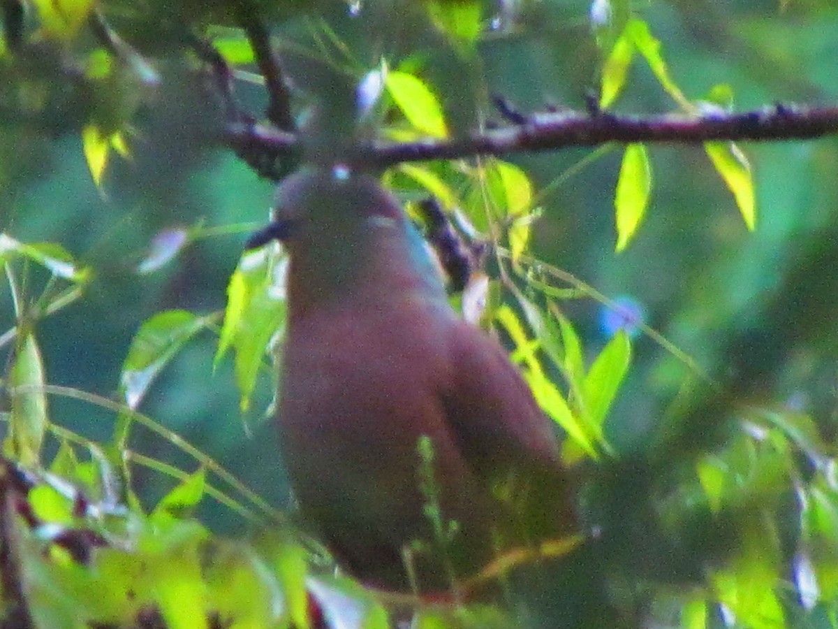 White-eared Brown-Dove - ML641035016