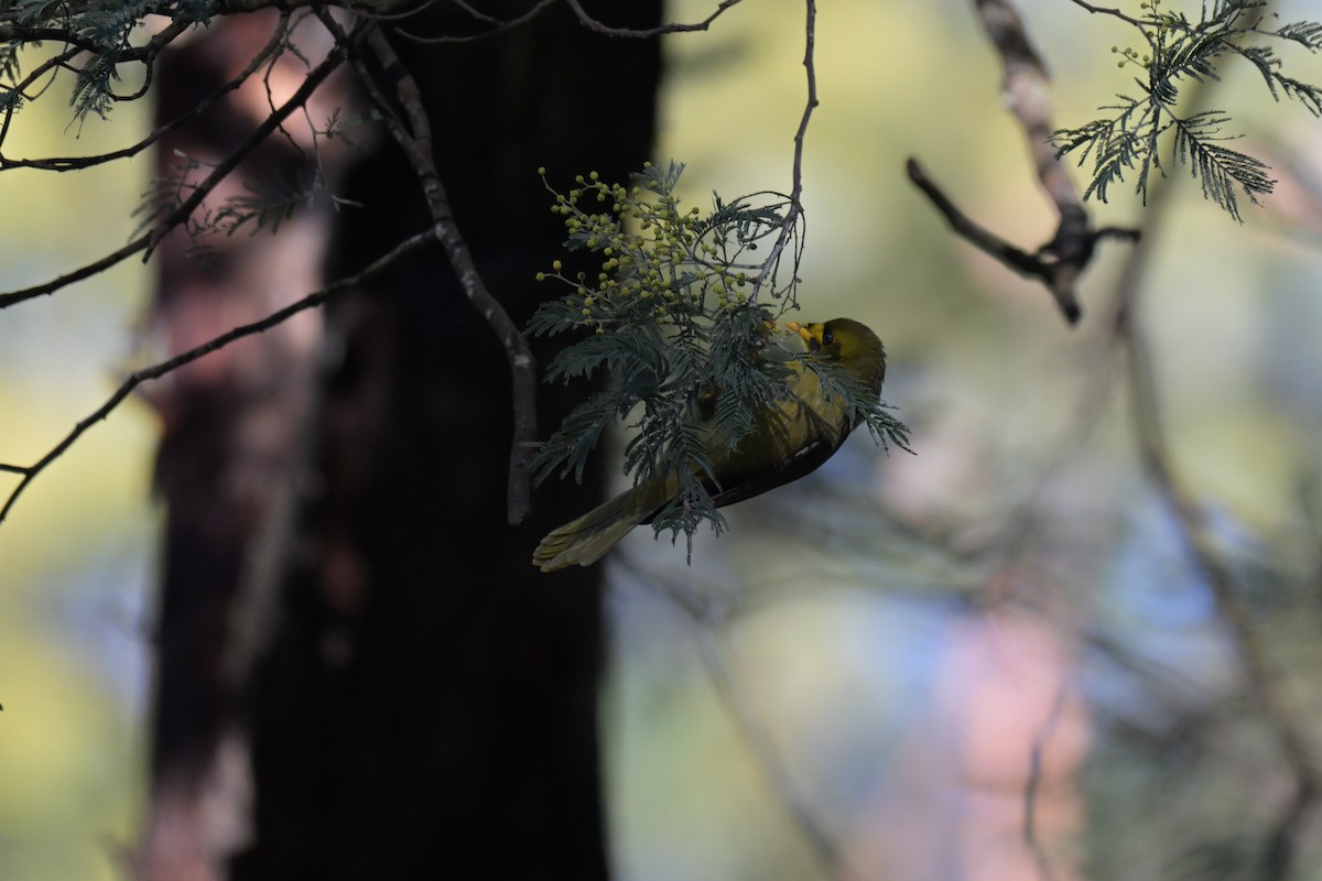 Bell Miner - ML641035060