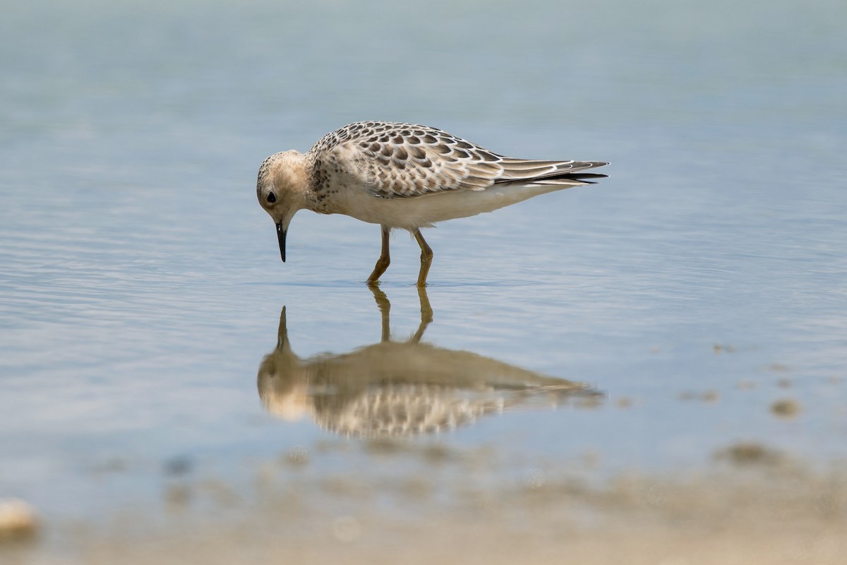 Buff-breasted Sandpiper - ML641035061