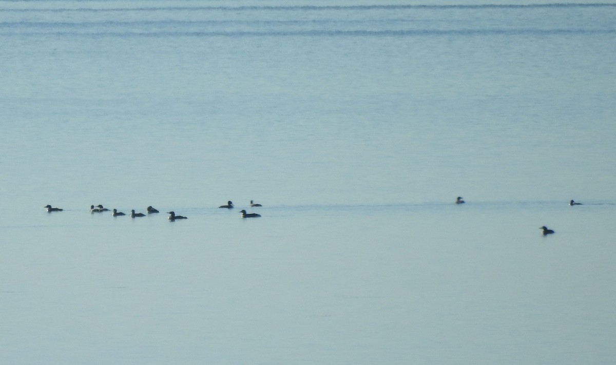 Common Loon - ML641035064