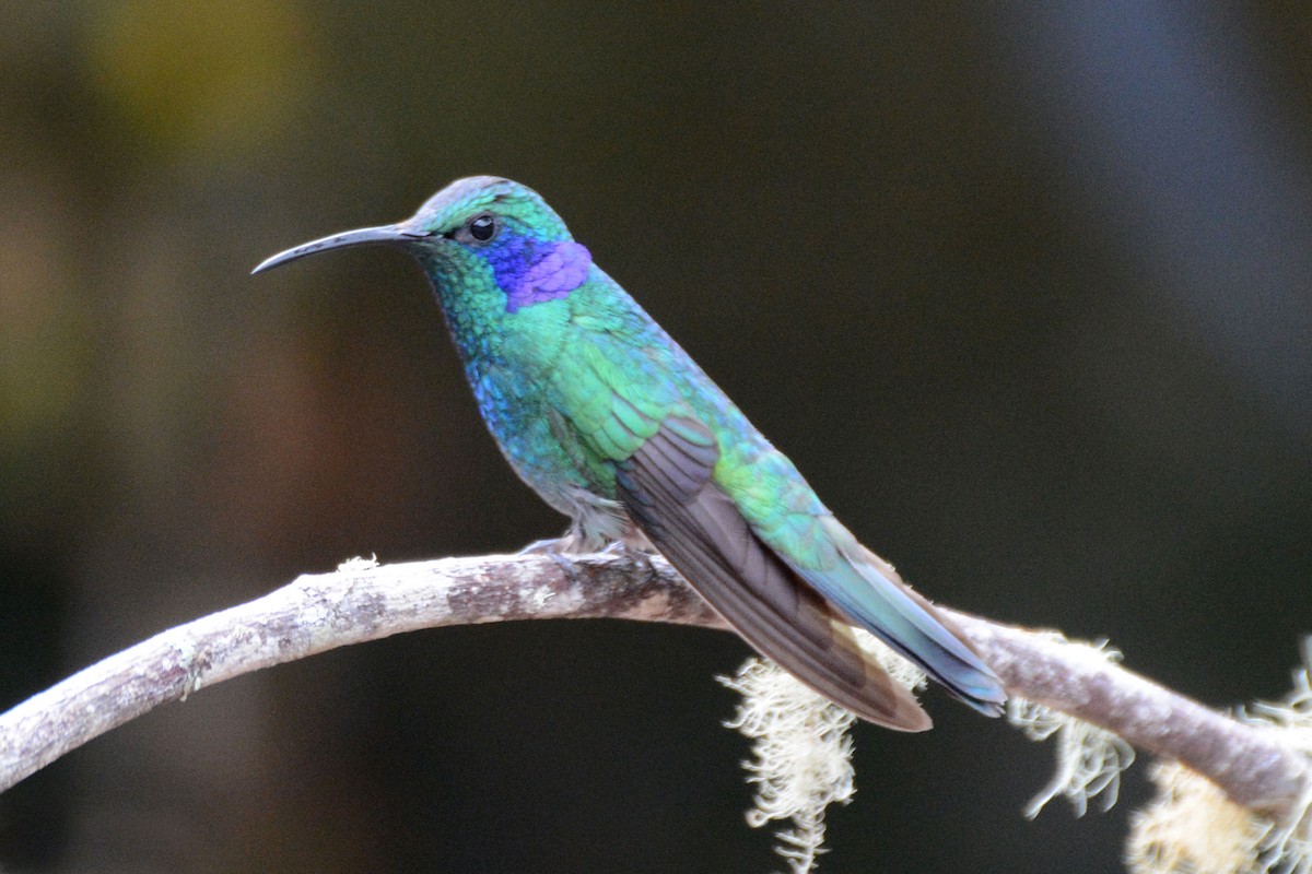 Berg-Veilchenohrkolibri - ML64103511