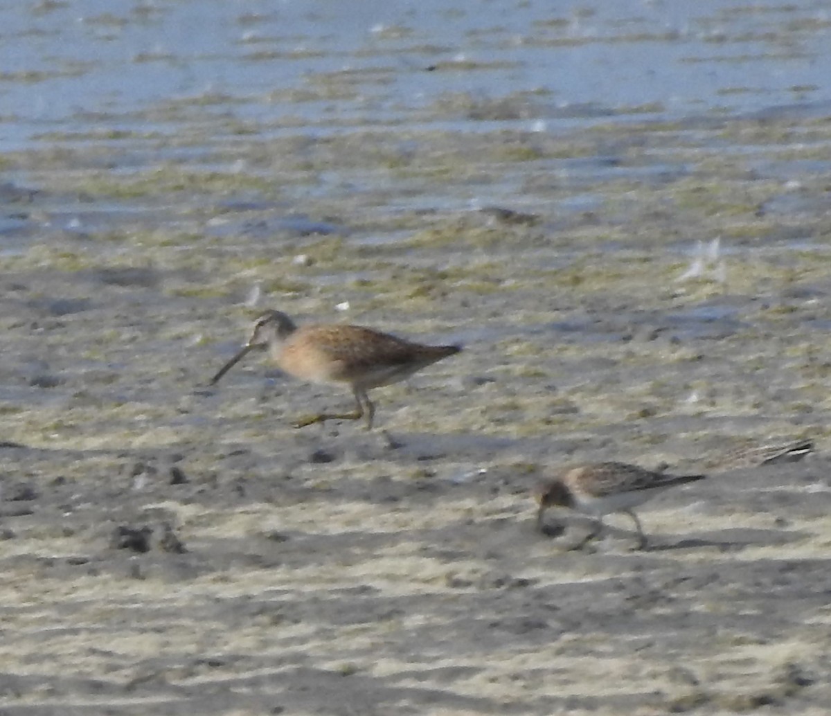 Short-billed Dowitcher - ML641035111