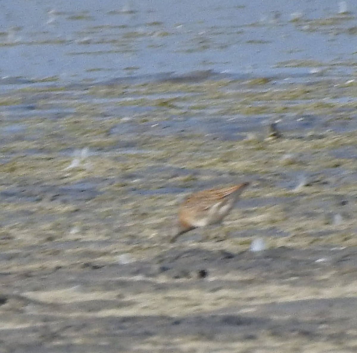 Short-billed Dowitcher - ML641035112