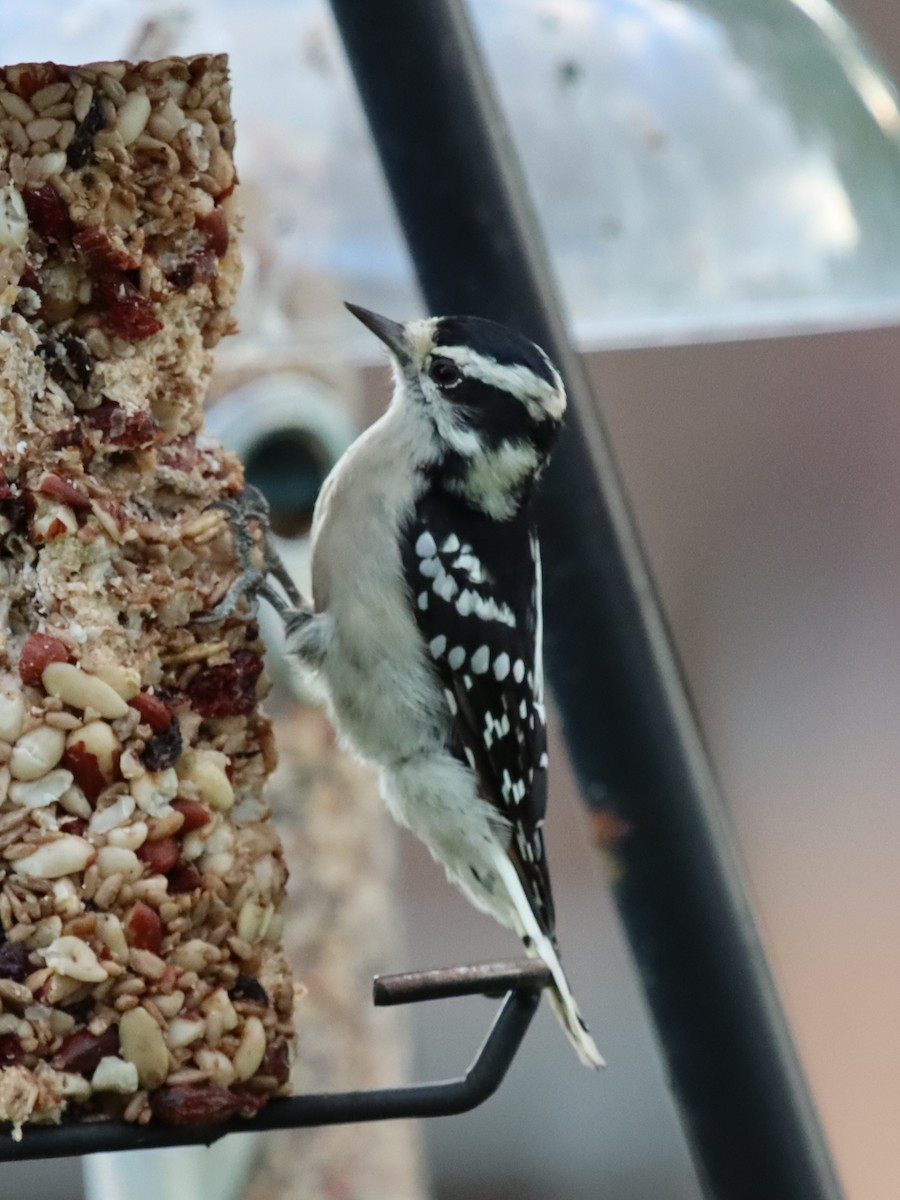 Downy Woodpecker - ML641035113