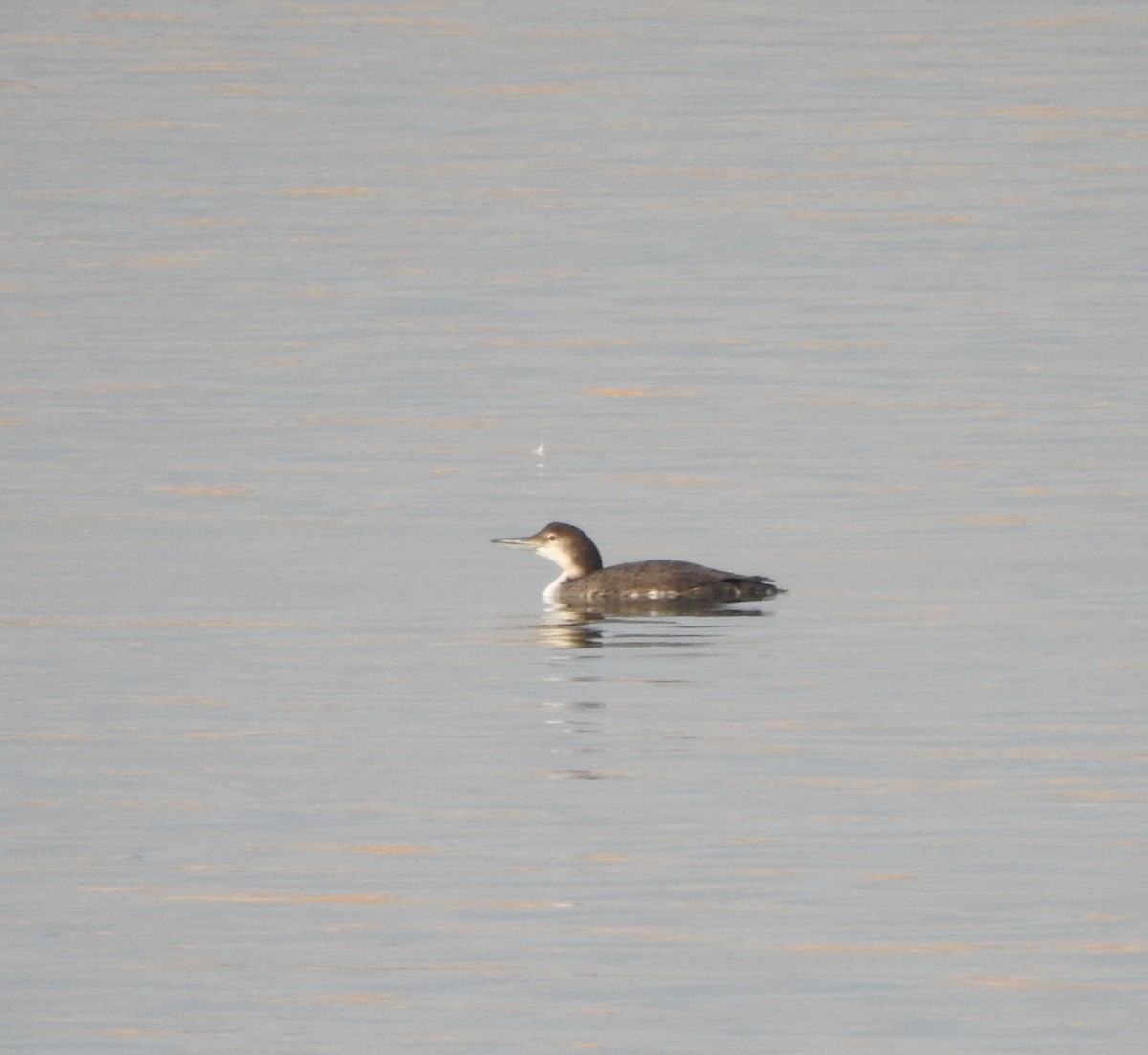 Common Loon - ML641035120