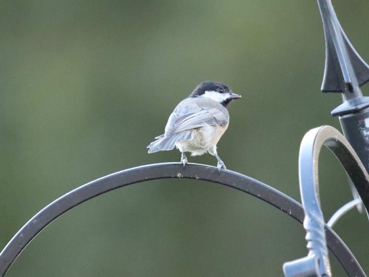 Carolina Chickadee - ML641035122