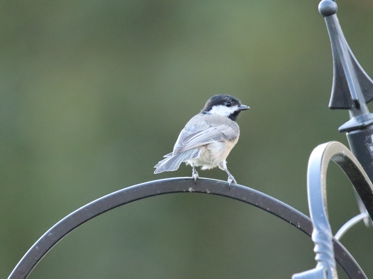 Carolina Chickadee - ML641035123