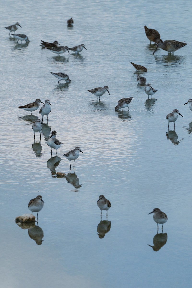 Semipalmated Sandpiper - ML641035131