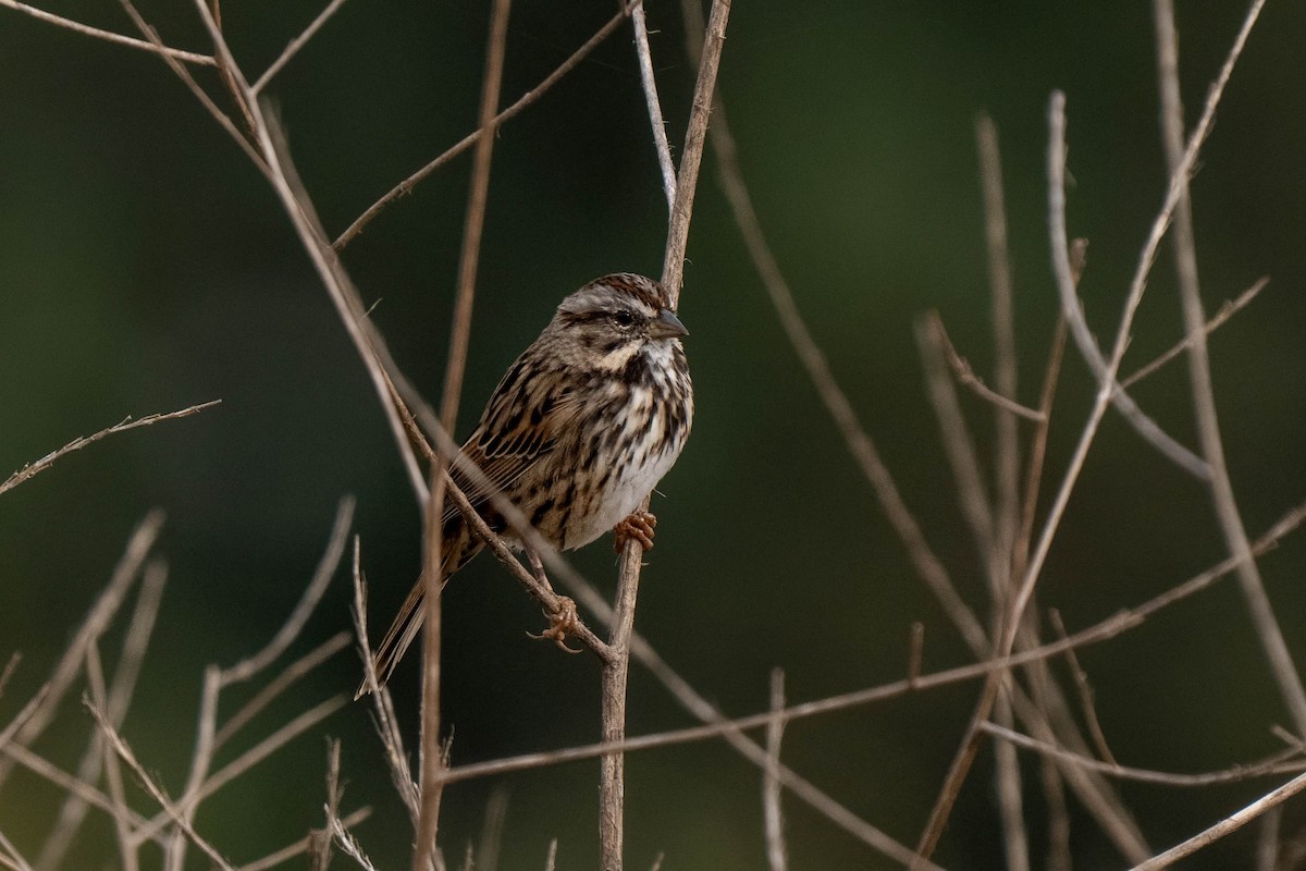 Song Sparrow - ML641035140