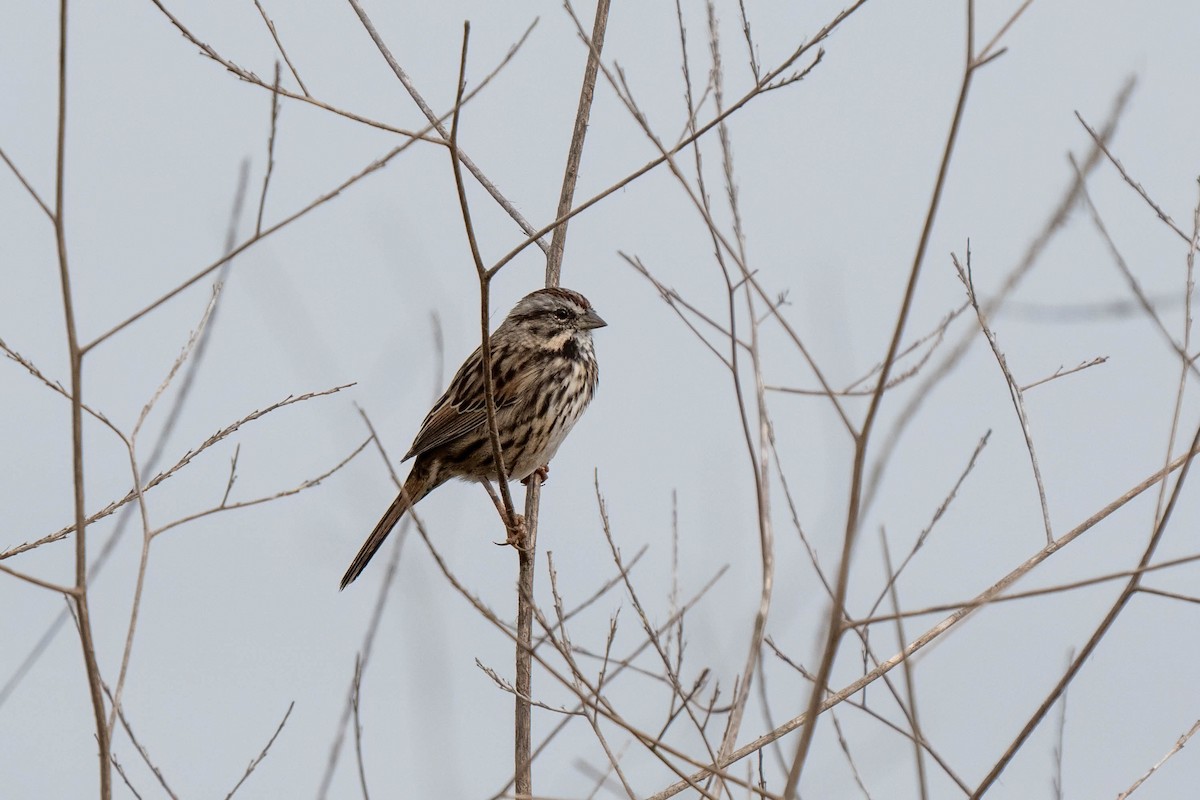 Song Sparrow - ML641035141