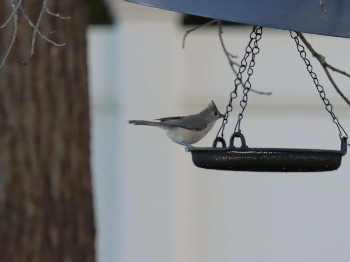 Tufted Titmouse - ML641035146