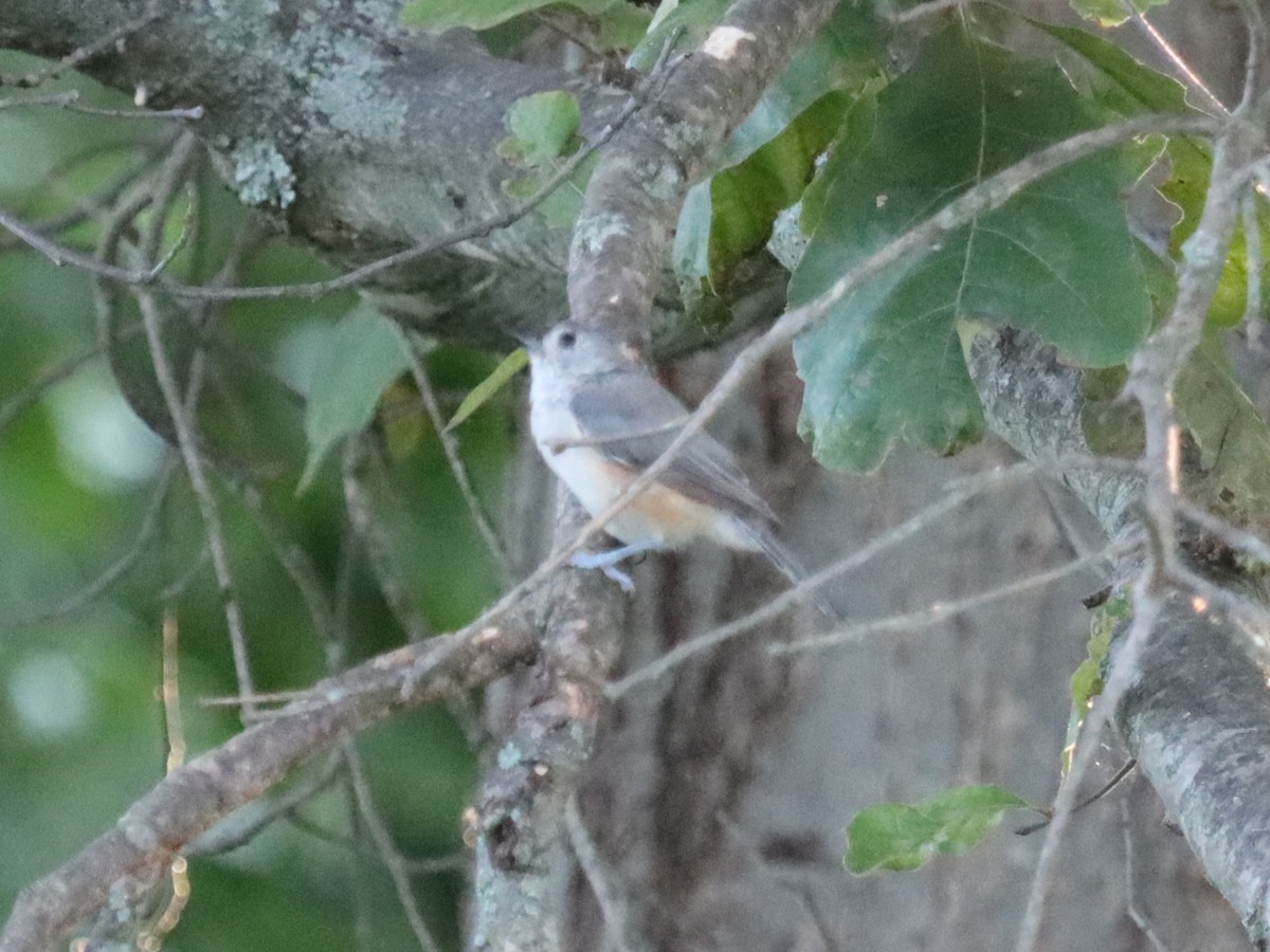 Tufted Titmouse - ML641035147