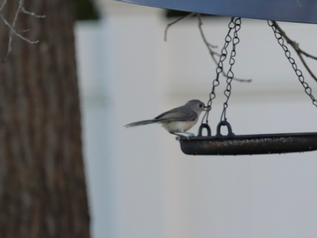 Tufted Titmouse - ML641035148