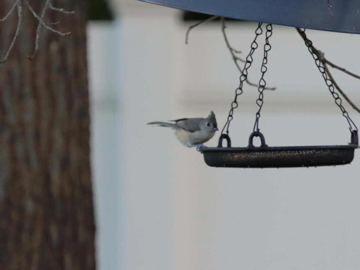 Tufted Titmouse - ML641035149