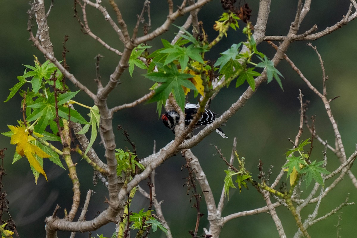 Downy Woodpecker - ML641035155