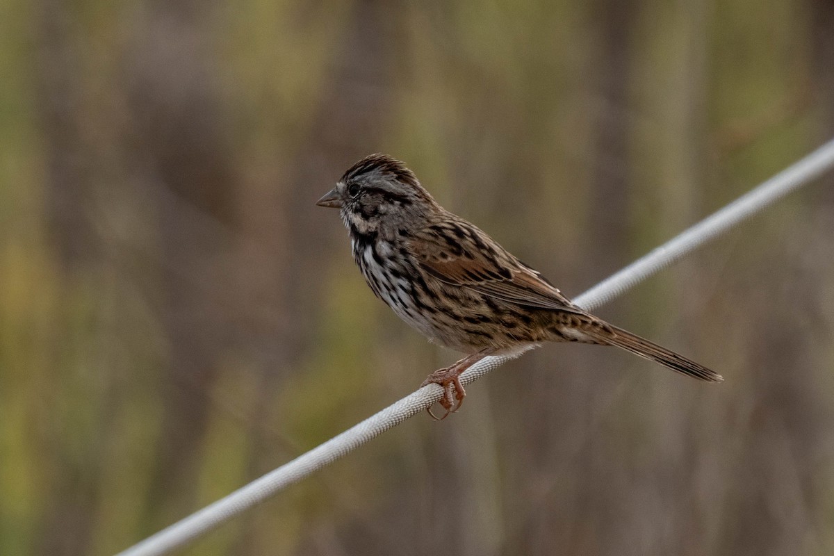 Song Sparrow - ML641035157