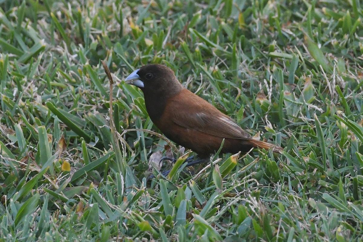 キンパラ - ML641035164