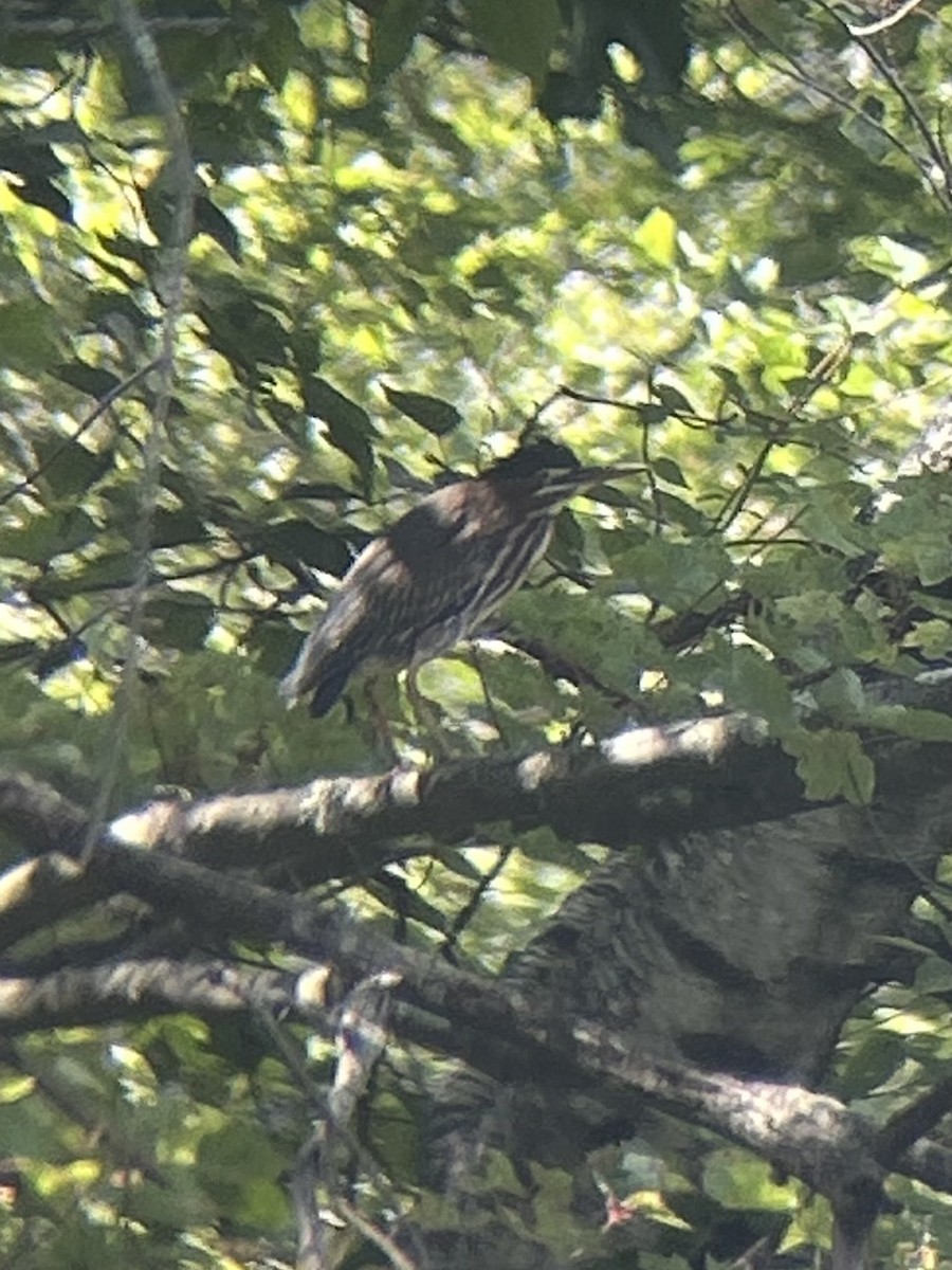 Green Heron - ML641035173