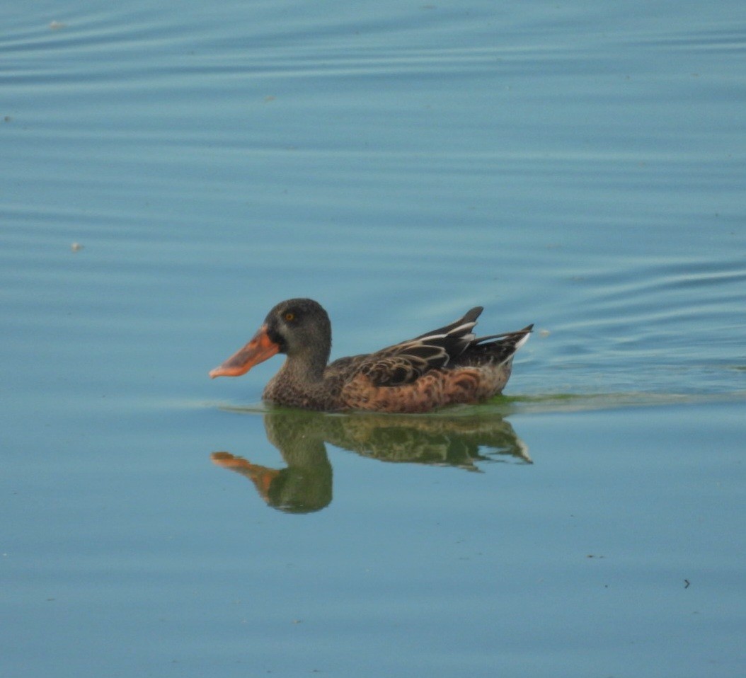 Northern Shoveler - ML641035177