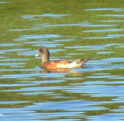 American Wigeon - ML641035190