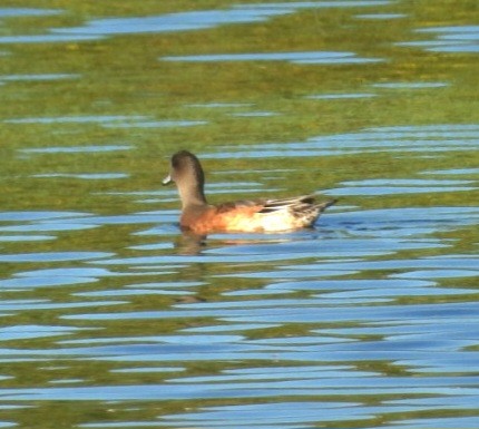 American Wigeon - ML641035197