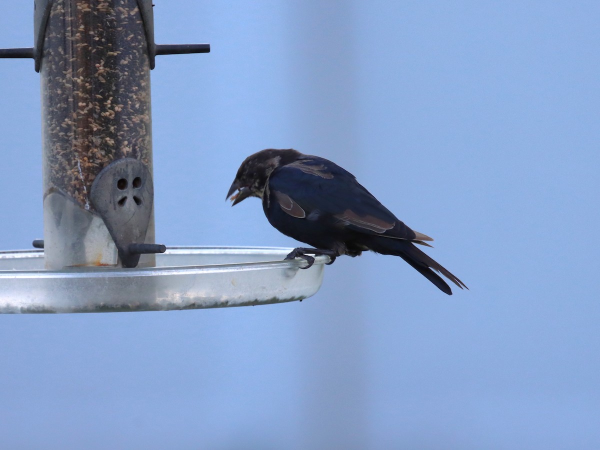 Brown-headed Cowbird - ML641035243