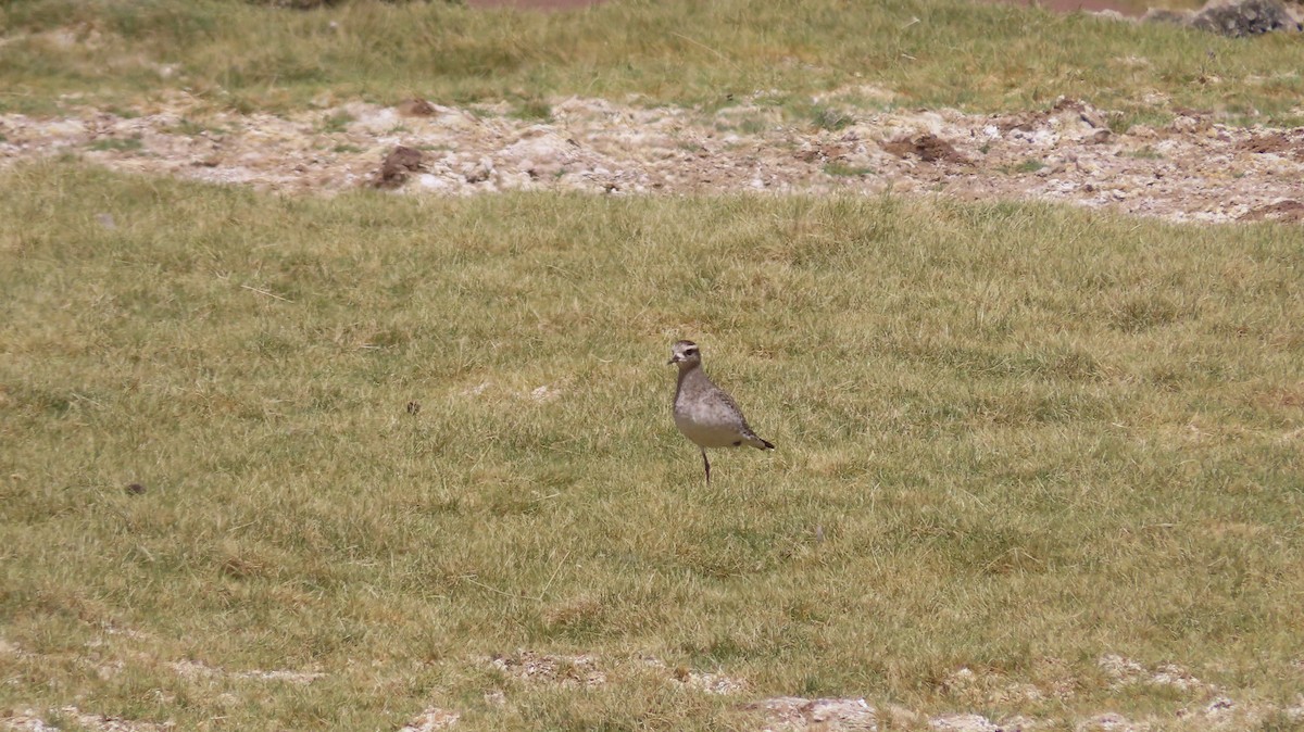 American Golden-Plover - ML641035244