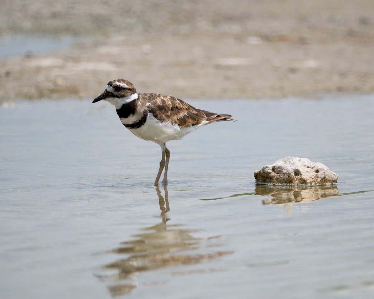Killdeer - ML641035267