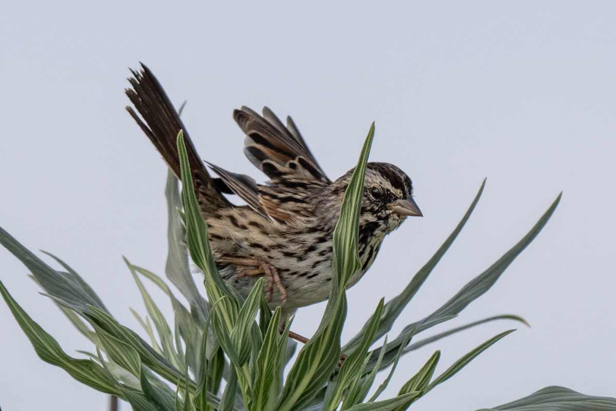 Song Sparrow - ML641035295