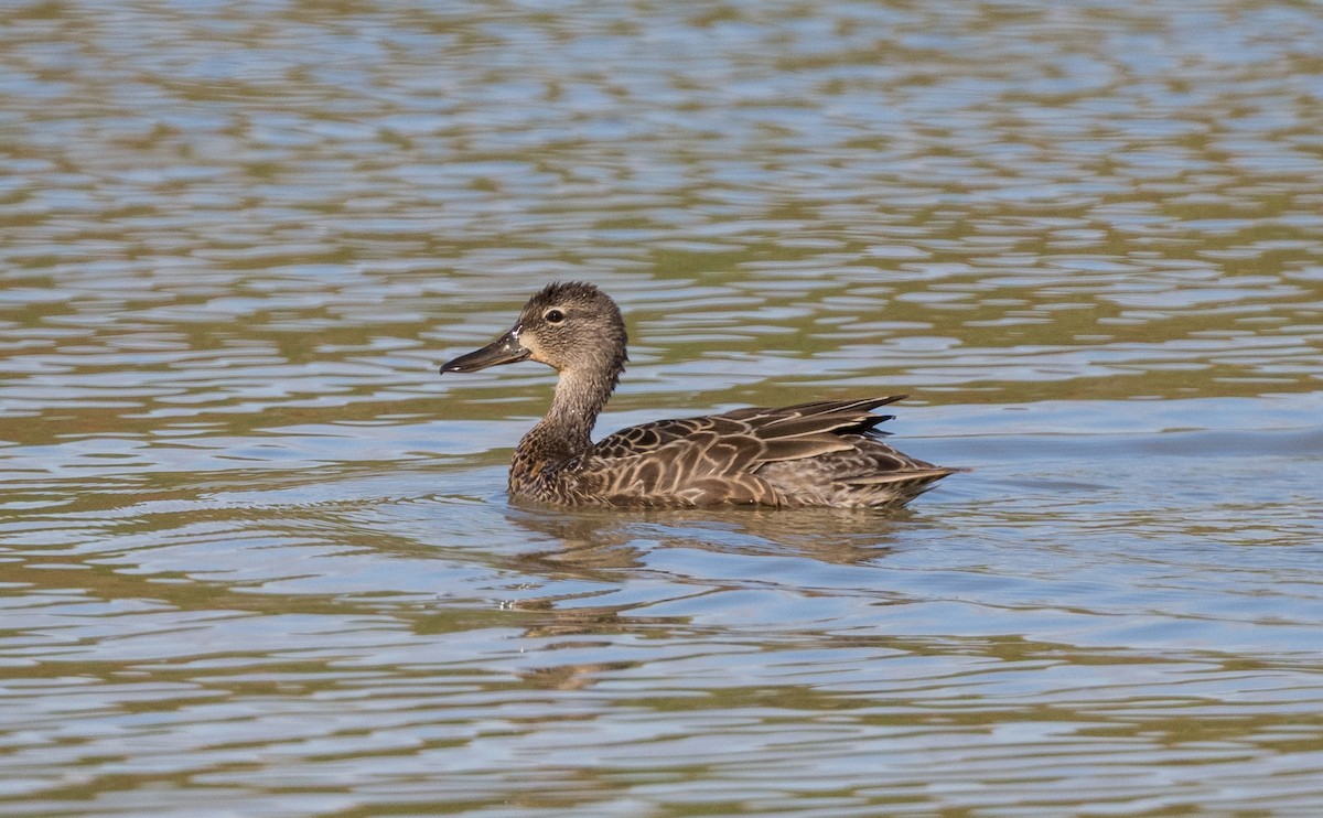 Zertzeta hegalurdina - ML641035329