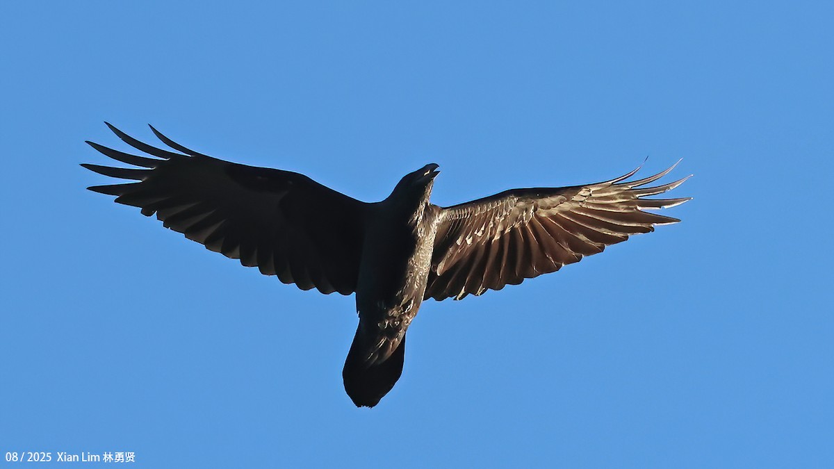 Common Raven - ML641035340