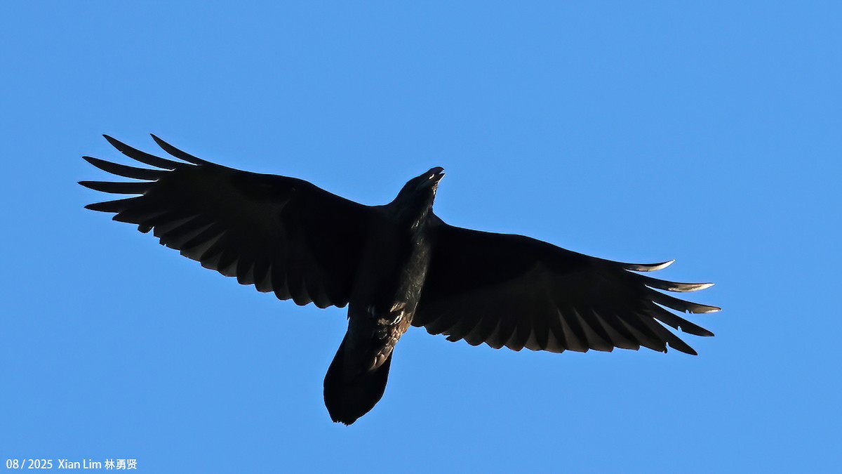 Common Raven - ML641035341