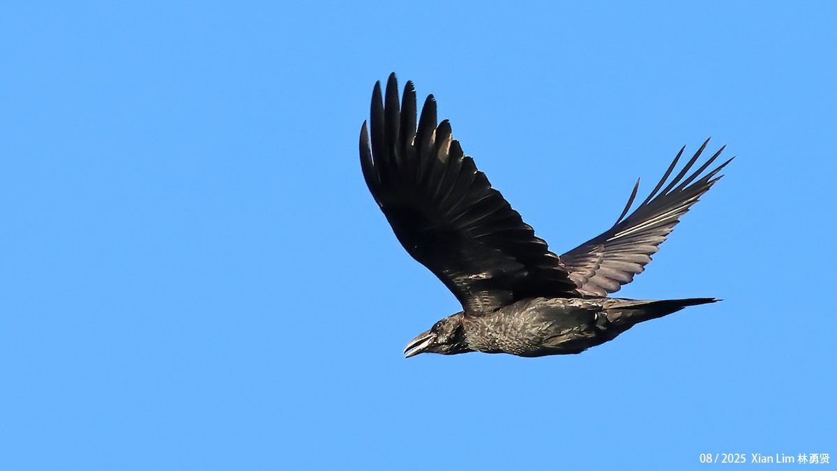 Common Raven - ML641035342