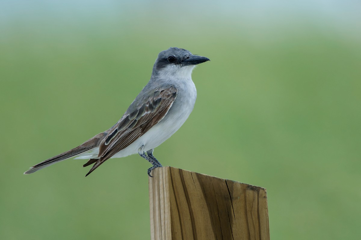 Gray Kingbird - ML641035363